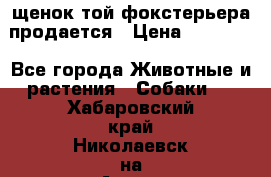 щенок той-фокстерьера продается › Цена ­ 25 000 - Все города Животные и растения » Собаки   . Хабаровский край,Николаевск-на-Амуре г.